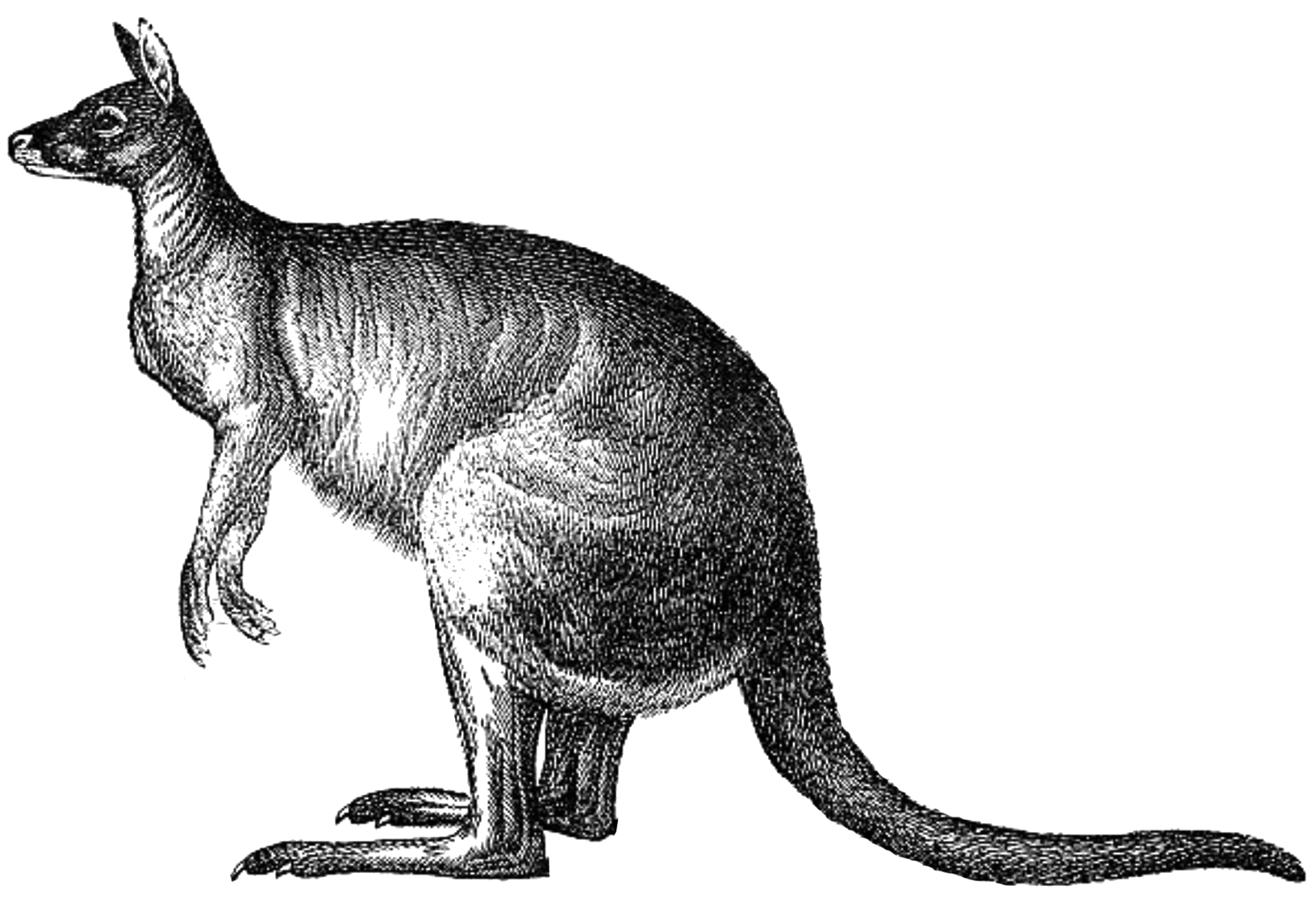 featured-Phil Strano: US Private Credit Signals Superior Value Down Under